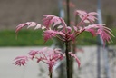 TOSFLAMI_20250416162707.JPG