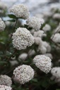 VICARLCE_20250416095339.JPG