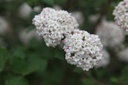 VICARLCE_20250416095342.JPG