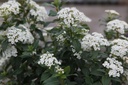 VITEPRIC_20250416094946.JPG