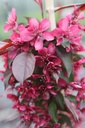 MAROYALT_20250416135702.JPG