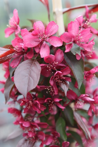 MAROYALT_20250416135702.JPG