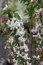MAGHORNE_20250416135540.JPG