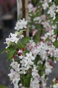 MAGHORNE_20250416135536.JPG