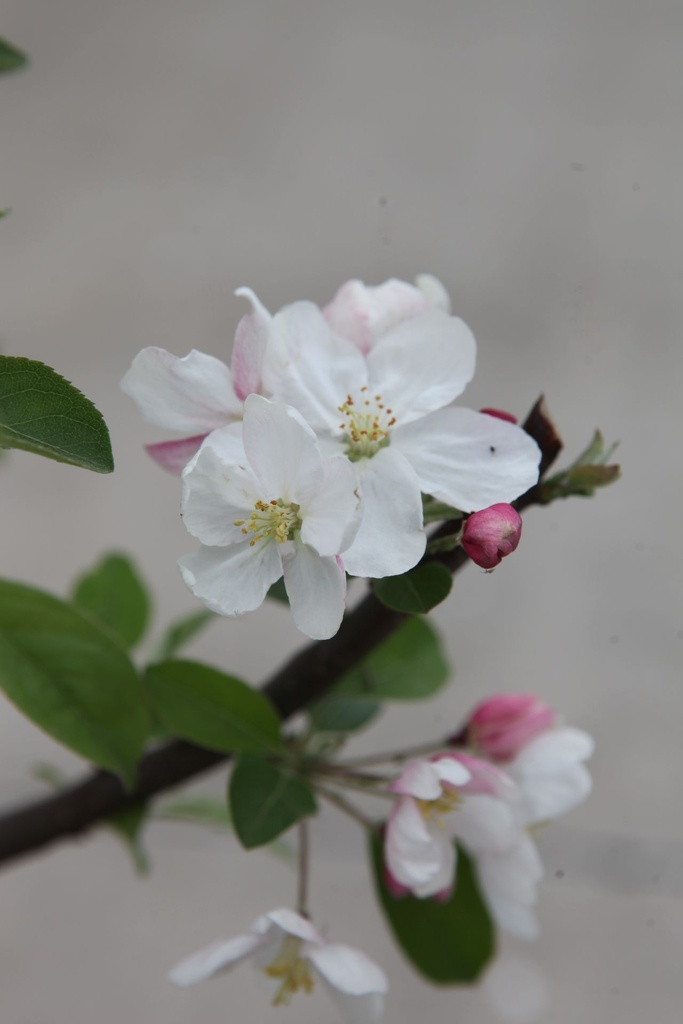 MAEVERES_20250416133357.JPG