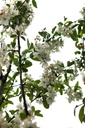 MAEVERES_20250416092822.JPG
