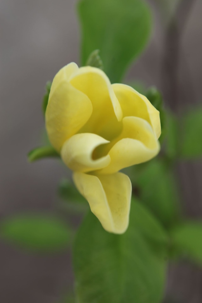 MADAPHNE_20250416100555.JPG