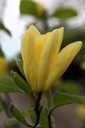 MADAPHNE_20250416100549.JPG