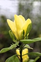 MADAPHNE_20250416100522.JPG