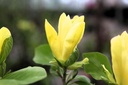 MADAPHNE_20250416100518.JPG