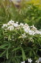 CHAGOLD_20250416121530.JPG