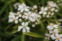 CHAGOLD_20250416121521.JPG