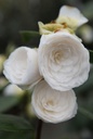 CAJPMAGG_20250416164211.JPG