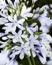 AGATWIST_20170824153139.jpg