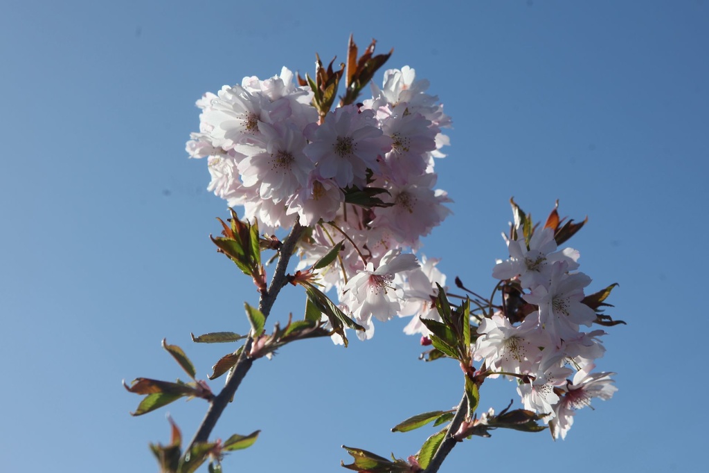 PRSAROSE_20250329103110.JPG