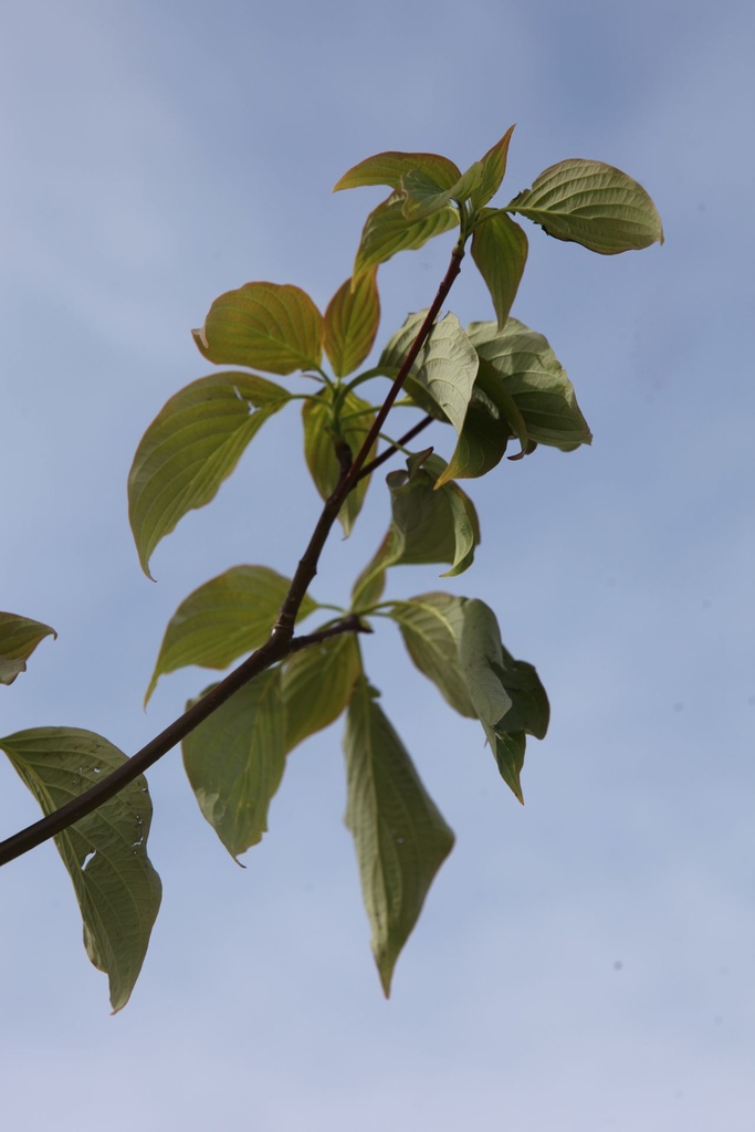 COCPAGOD_20250417114123.JPG
