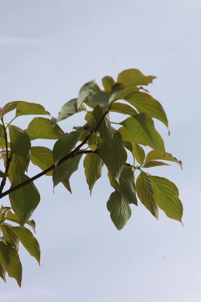 COCPAGOD_20250417114139.JPG