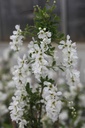 EXBRIDE_20250417142738.JPG