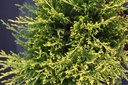 JUPOGOLD_20250417093919.JPG