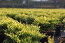 JUPOGOLD_20250417093949.JPG
