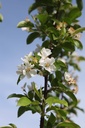 MARSENTI_20250417120333.JPG