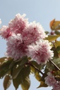 PRSKANZA_20250417115348.JPG