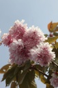 PRSKANZA_20250417115351.JPG