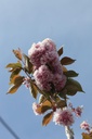 PRSKANZA_20250417115403.JPG