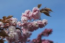 PRSSHIRO_20250417090908.JPG