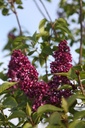 SYVCJOLY_20250417091147.JPG
