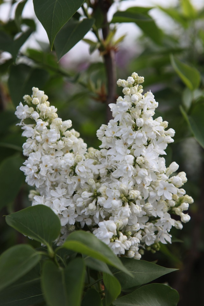 SYVCPERI_20250417095845.JPG