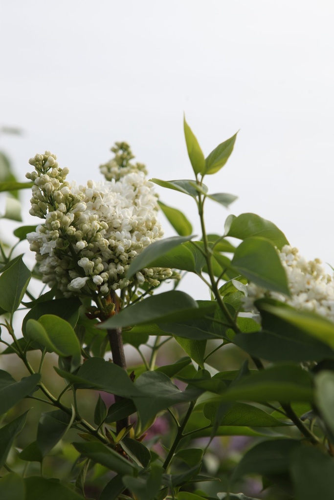 SYVCPERI_20250417095848.JPG