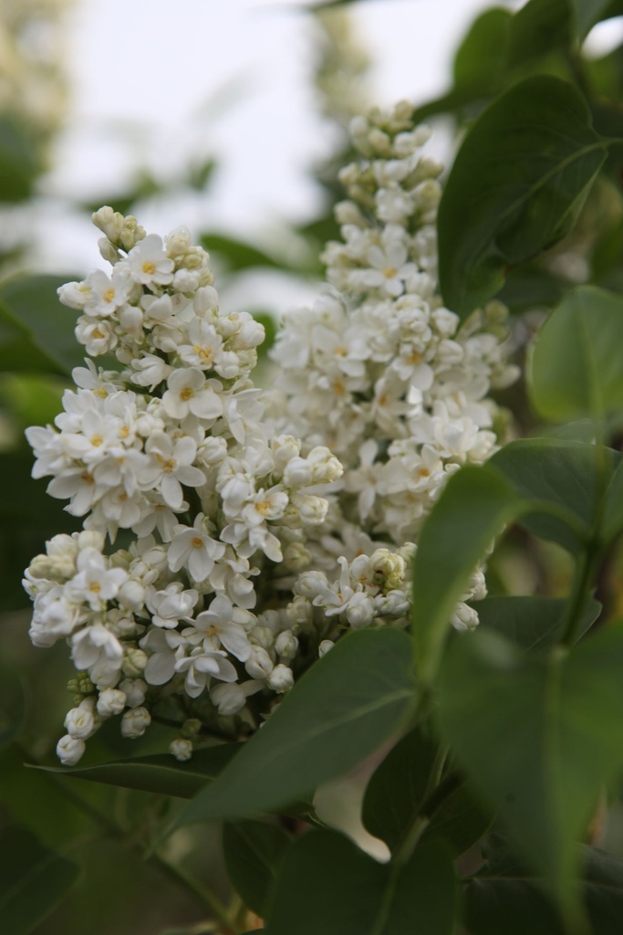 SYVCPERI_20250417095903.JPG