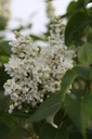 SYVCPERI_20250417095903.JPG