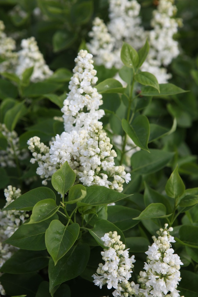 SYVCPERI_20250417095917.JPG