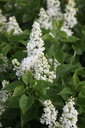 SYVCPERI_20250417095917.JPG