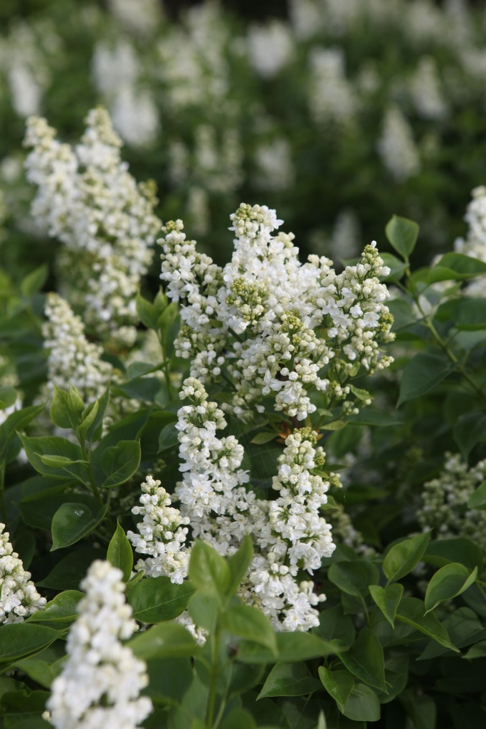 SYVCPERI_20250417095918.JPG