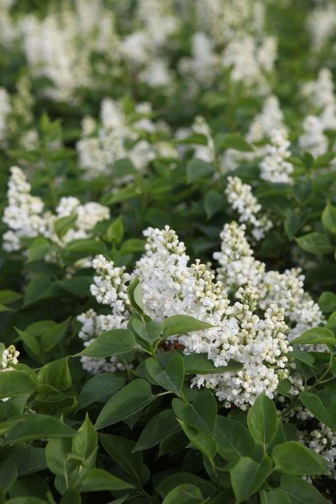 SYVCPERI_20250417095922.JPG