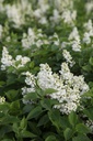 SYVCPERI_20250417095922.JPG