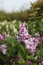 SYVKHAVE_20250417095740.JPG