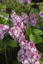 SYVKHAVE_20250417095733.JPG
