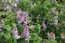 SYVKHAVE_20250417095726.JPG