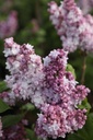 SYVKHAVE_20250417095716.JPG