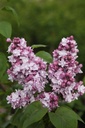 SYVKHAVE_20250417095708.JPG