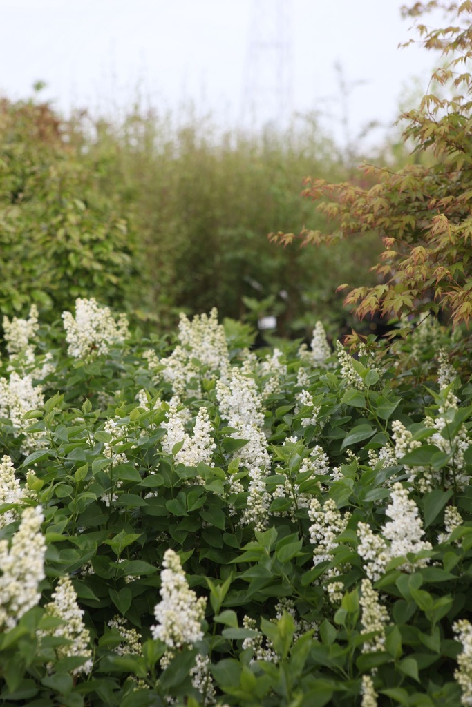 SYVCPERI_20250417095935.JPG