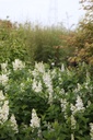 SYVCPERI_20250417095935.JPG