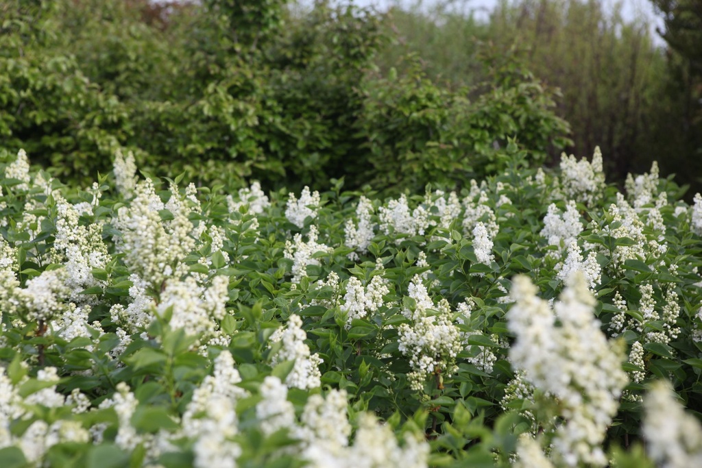 SYVCPERI_20250417095925.JPG