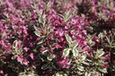WEFMONET_20250430160949.JPG