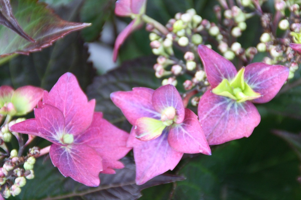 HYSFFBPI_20150603160430.JPG