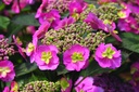 HYSFFCCA_20140529122629.jpg